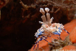 Harlequin shrimp, Hymenocera elegans. Picture taken on th... by Anouk Houben 